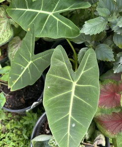 Green Velvet Alocasia Live Plant – Exotic Indoor Houseplant - Image 5