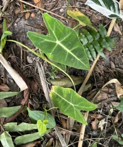 Green Velvet Alocasia Live Plant – Exotic Indoor Houseplant - Image 6