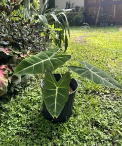 Green Velvet Alocasia Live Plant – Exotic Indoor Houseplant - Image 1