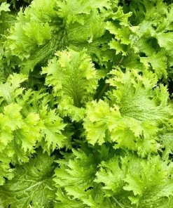 Green Wasabi Mustard Greens Seeds - 250 Seeds for Planting - Brassica Juncea - Image 2