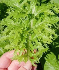 Green Wasabi Mustard Greens Seeds - 250 Seeds for Planting - Brassica Juncea - Image 4
