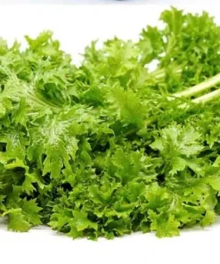 Green Wasabi Mustard Greens Seeds - 250 Seeds for Planting - Brassica Juncea - Image 6