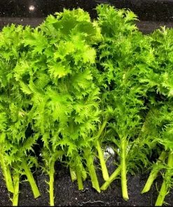 Green Wasabi Mustard Greens Seeds - 250 Seeds for Planting - Brassica Juncea - Image 1