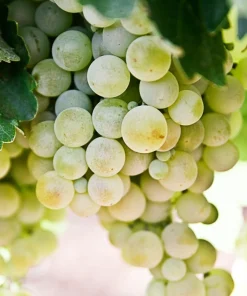 Green White Seedless Grape Vine Live Plant - 1-2 Year Old Ready for Planting Outdoor - Image 2