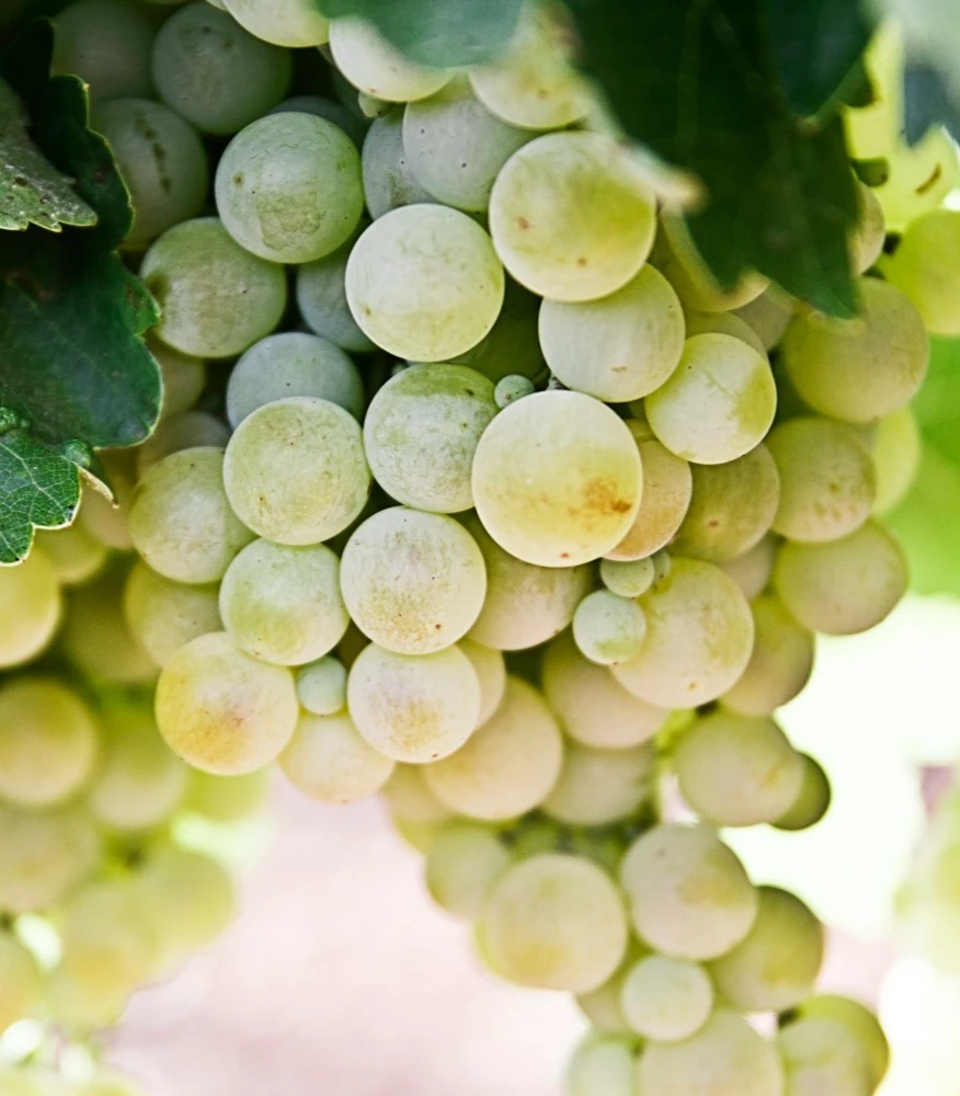 Green White Seedless Grape Vine Live Plant - 1-2 Year Old Ready for Planting Outdoor - Image 2