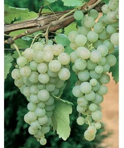 Green White Seedless Grape Vine Live Plant - 1-2 Year Old Ready for Planting Outdoor - Image 3
