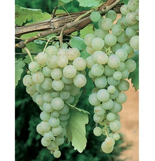 Green White Seedless Grape Vine Live Plant - 1-2 Year Old Ready for Planting Outdoor - Image 3