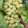Green White Seedless Grape Vine Live Plant - 1-2 Year Old Ready for Planting Outdoor - Image 1