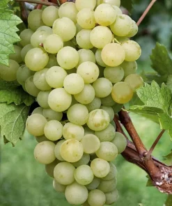 Green White Seedless Grape Vine Live Plant - 1-2 Year Old Ready for Planting Outdoor - Image 1