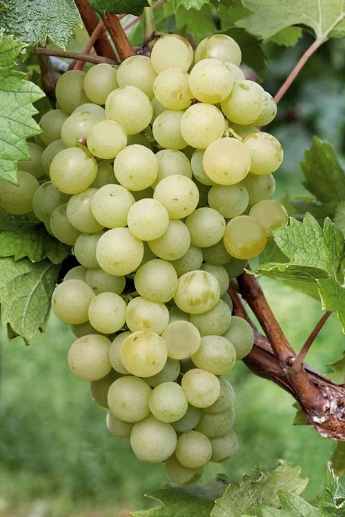 Green White Seedless Grape Vine Live Plant - 1-2 Year Old Ready for Planting Outdoor - Image 1