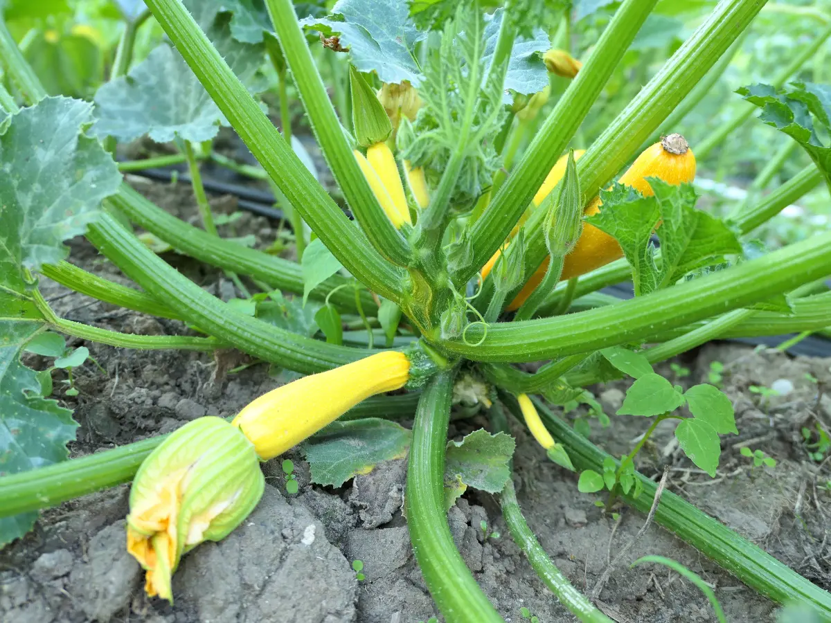 growing Yellow Squash plants