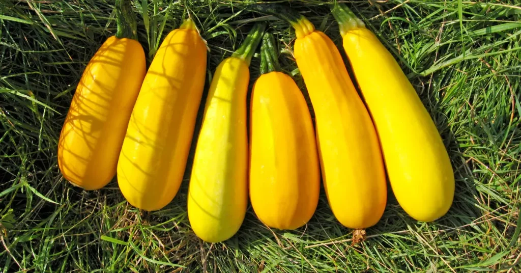 growing yellow squash
