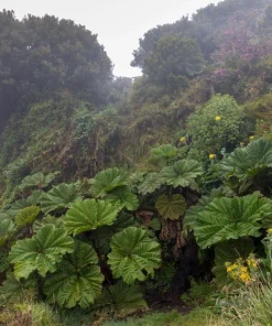 Gunnera Insignis Seeds - Giant Rhubarb Dinosaur Plant - 10 Seeds - Image 10