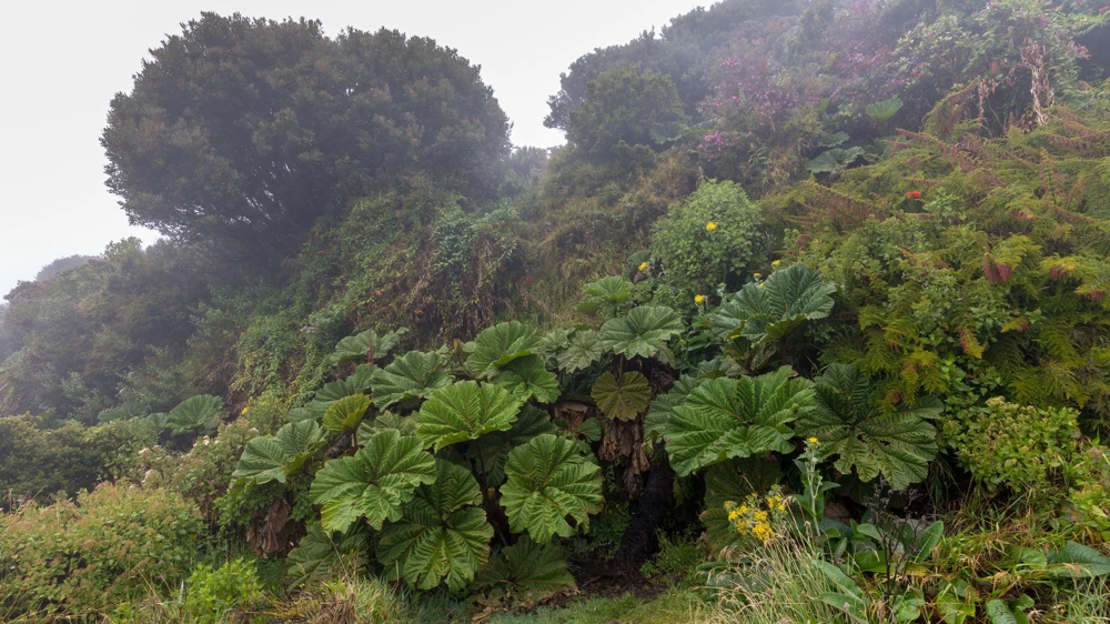 Gunnera Insignis Seeds - Giant Rhubarb Dinosaur Plant - 10 Seeds - Image 10