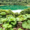 Gunnera Insignis Seeds - Giant Rhubarb Dinosaur Plant - 10 Seeds - Image 1