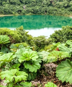 Gunnera Insignis Seeds - Giant Rhubarb Dinosaur Plant - 10 Seeds - Image 1