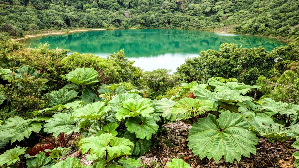 Gunnera Insignis Seeds - Giant Rhubarb Dinosaur Plant - 10 Seeds - Image 1