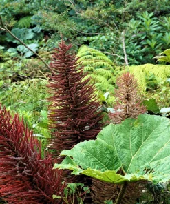 Gunnera Insignis Seeds - Giant Rhubarb Dinosaur Plant - 10 Seeds - Image 2