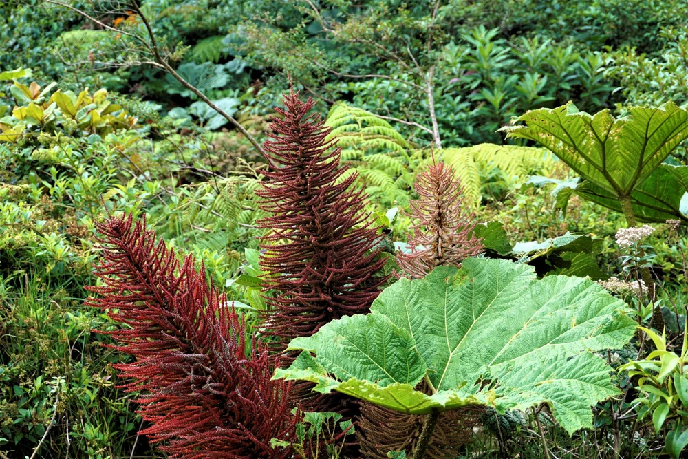 Gunnera Insignis Seeds - Giant Rhubarb Dinosaur Plant - 10 Seeds - Image 2