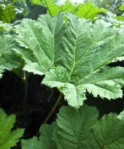 Gunnera Insignis Seeds - Giant Rhubarb Dinosaur Plant - 10 Seeds - Image 3
