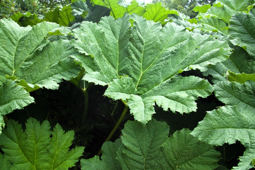 Gunnera Insignis Seeds - Giant Rhubarb Dinosaur Plant - 10 Seeds - Image 3