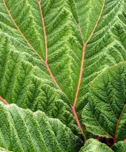 Gunnera Insignis Seeds - Giant Rhubarb Dinosaur Plant - 10 Seeds - Image 4