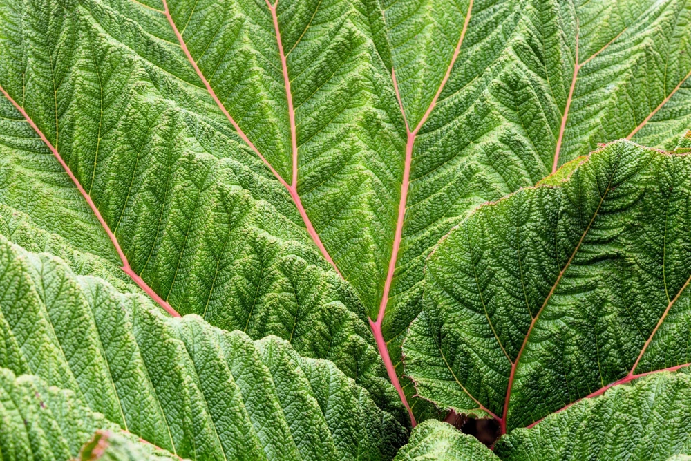 Gunnera Insignis Seeds - Giant Rhubarb Dinosaur Plant - 10 Seeds - Image 4