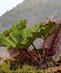 Gunnera Insignis Seeds - Giant Rhubarb Dinosaur Plant - 10 Seeds - Image 5