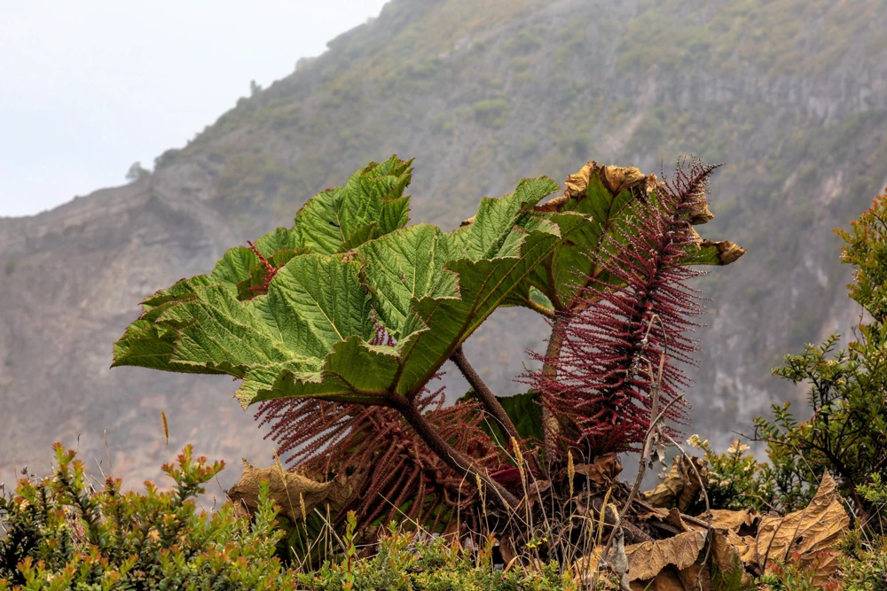 Gunnera Insignis Seeds - Giant Rhubarb Dinosaur Plant - 10 Seeds - Image 5
