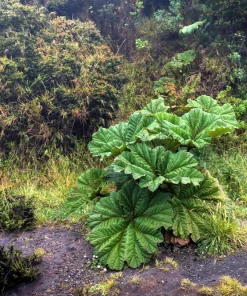 Gunnera Insignis Seeds - Giant Rhubarb Dinosaur Plant - 10 Seeds - Image 6