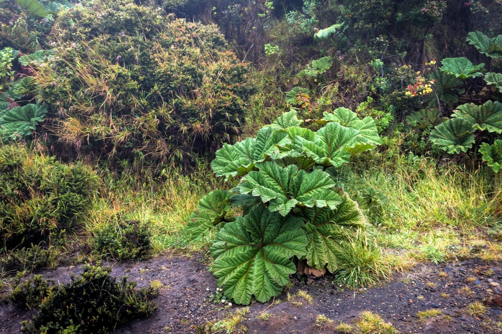 Gunnera Insignis Seeds - Giant Rhubarb Dinosaur Plant - 10 Seeds - Image 6