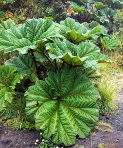 Gunnera Insignis Seeds - Giant Rhubarb Dinosaur Plant - 10 Seeds - Image 7