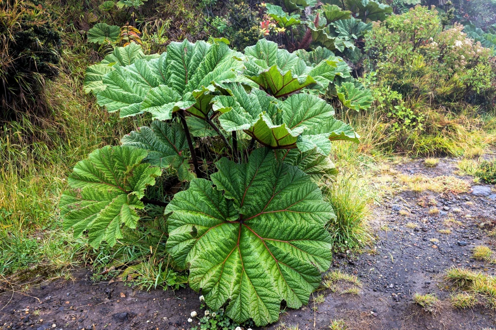 Gunnera Insignis Seeds - Giant Rhubarb Dinosaur Plant - 10 Seeds - Image 7