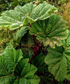 Gunnera Insignis Seeds - Giant Rhubarb Dinosaur Plant - 10 Seeds - Image 8