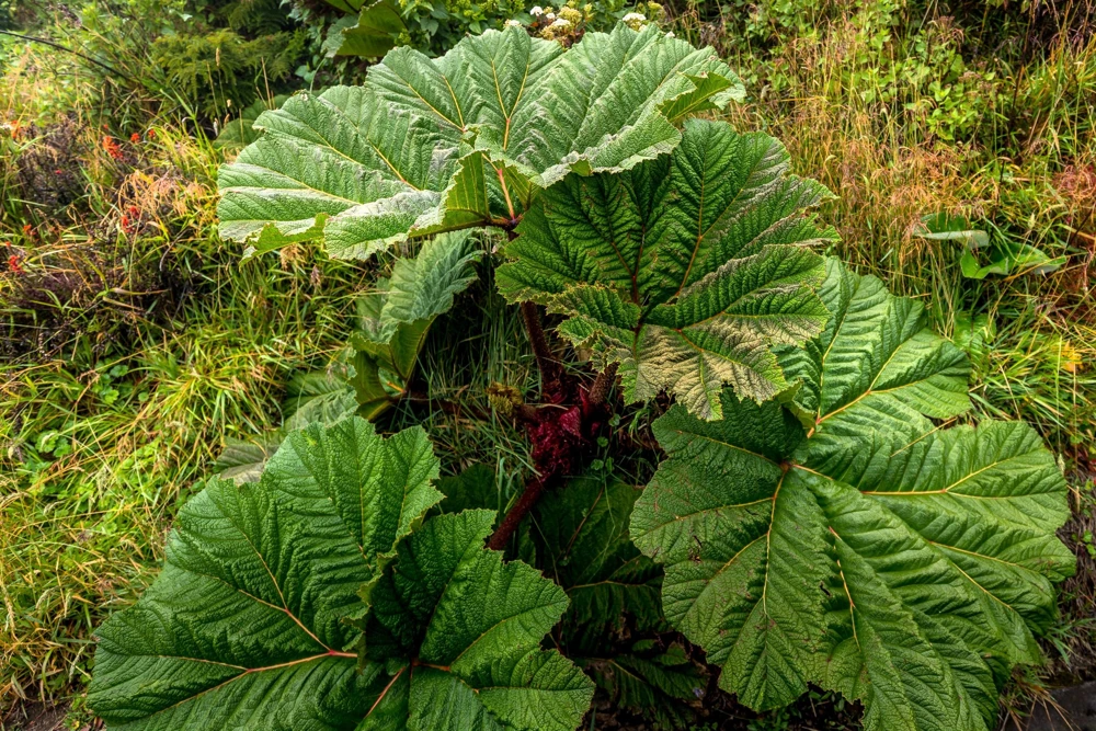 Gunnera Insignis Seeds - Giant Rhubarb Dinosaur Plant - 10 Seeds - Image 8