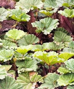 Gunnera Insignis Seeds - Giant Rhubarb Dinosaur Plant - 10 Seeds - Image 9