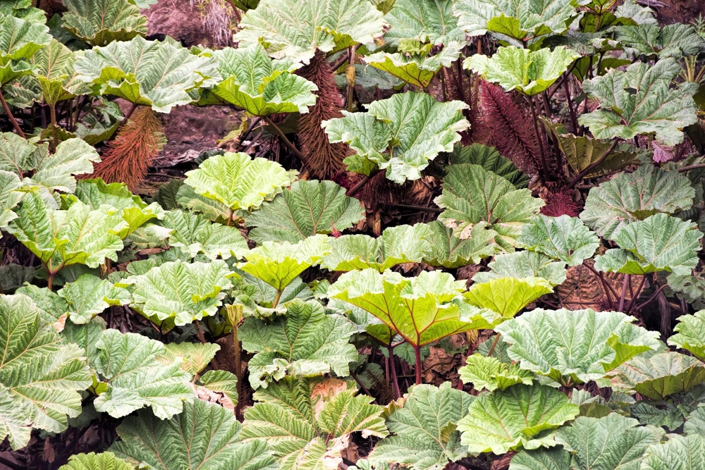 Gunnera Insignis Seeds - Giant Rhubarb Dinosaur Plant - 10 Seeds - Image 9