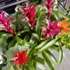 Guzmania Bromeliad Live Plant – Potted Houseplant for Indoor Decor - Image 1