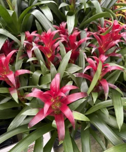 Guzmania Bromeliad Live Plant - Tropical Flowering Indoor Houseplant - Image 2