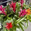 Guzmania Bromeliad Live Plant - Tropical Flowering Indoor Houseplant - Image 1