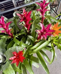 Guzmania Bromeliad Live Plant - Tropical Flowering Indoor Houseplant - Image 1