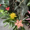 Guzmania Bromeliad Live Plant - Tropical Flowering Indoor Houseplant - Image 1