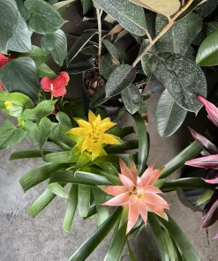 Guzmania Bromeliad Live Plant - Tropical Flowering Indoor Houseplant - Image 1