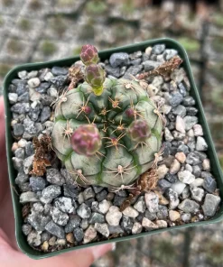 Gymnocalycium Rotundulum Cactus - Pink Cactus Live Plant in 3.5" Pot - Image 2
