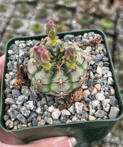 Gymnocalycium Rotundulum Cactus - Pink Cactus Live Plant in 3.5