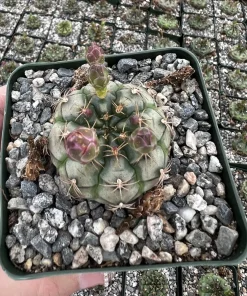 Gymnocalycium Rotundulum Cactus - Pink Cactus Live Plant in 3.5