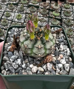 Gymnocalycium Rotundulum Cactus - Pink Cactus Live Plant in 3.5