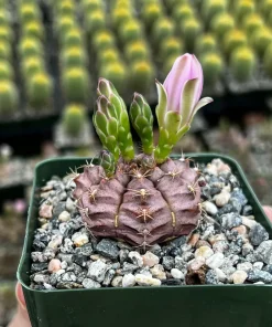 Gymnocalycium Rotundulum Cactus - Pink Cactus Live Plant in 3.5