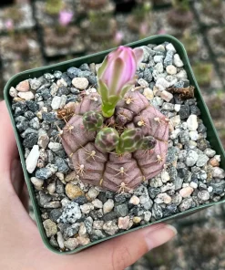 Gymnocalycium Rotundulum Cactus - Pink Cactus Live Plant in 3.5