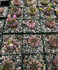 Gymnocalycium Rotundulum Cactus - Pink Cactus Live Plant in 3.5